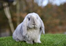Sigrid