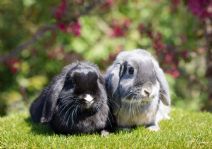 Siri & Singo (kastrerad)