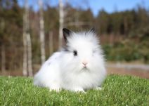 Skittles (blandras Hermelin/Lejonhuvad Kanin - Enkelmanad)