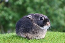 Skogsmulle