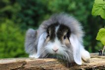 Smokie (satin) (lejonhuvad Dvärgvädur - Enkelmanad)
