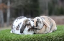 Snookie & Sanzibar (kastrerad)