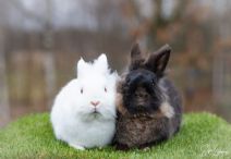 Snövit & Sixten (Kastrerad)