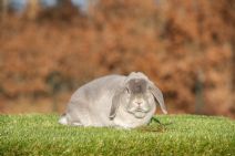 Snuggles (rexpälsad)