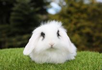 Snurra (lejonhuvad Dvärgvädur - Enkelmanad)