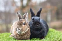 Snurran (Rexpälsad) & Ludde (Kastrerad)