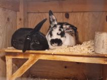 Snutte & Nisse (kastrerade Honor)