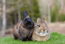 Sola & Sune (kastrerad)