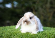 Solveig