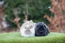 Sötnos & Popcorn (Kastrerad)