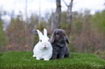 Stampe (kastrerad) & Vera
