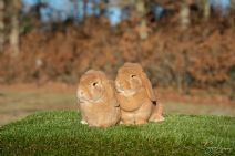 Sune (kastrerad) & Sophie