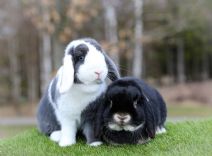 Honey & Sunny (kastrerad)