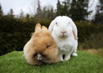 Svea & Simon (kastrerad Dvärgvädur Med Rexpäls)