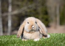 Svenny