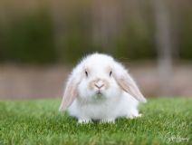 Sweetie