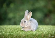 Teddi (rexpälsad)