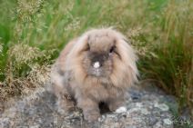 Teddy (kastrerad)