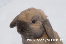 Teddytassens Teddy