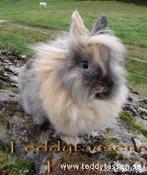 Teddytassens Fiona 93,5p, R101