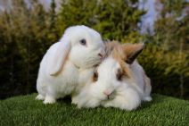 Miviola & Plupp (kastrerad)