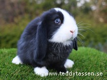 Teddytassens Pedralume