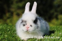 Teddytassens Pricken (satin)
