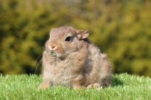 Teddytassens Roselill