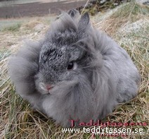 Teddytassens Tindra