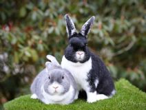 Telma & Teddy (kastrerad)
