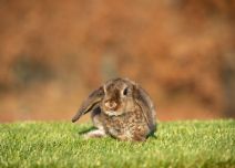 Thinker (rexpälsad)