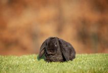 Trollan (rexpälsad)