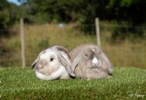 Turbo (Kastrerad) & Majken