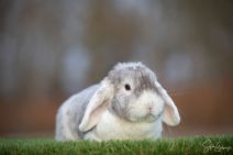 Vincent (Kastrerad, vaccinerad och öronmärkt)