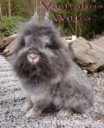 Västrabos Wittra 93p, G61, (93,5p)