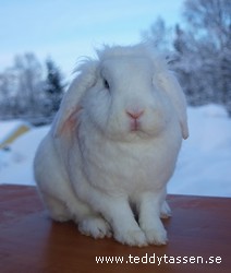 Stjärnornas Ösina
