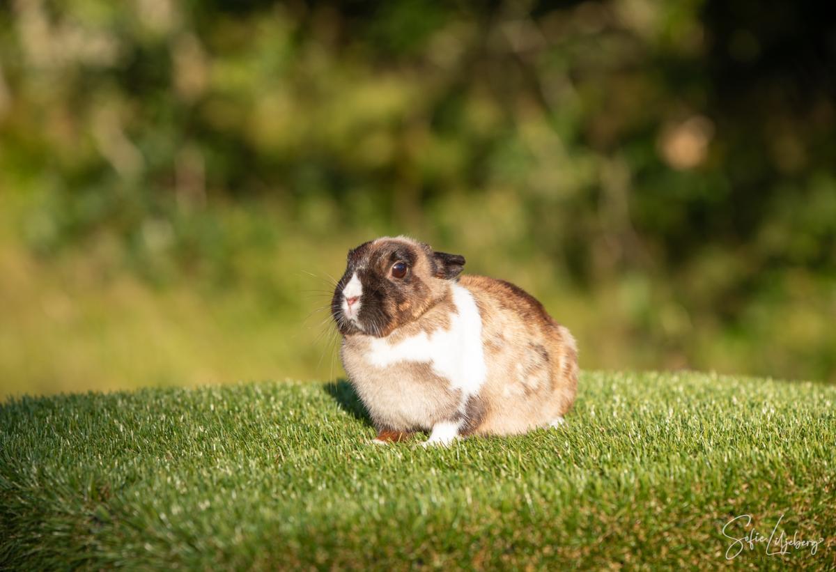 Daisy