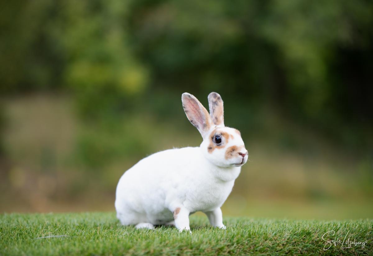 Bonnie