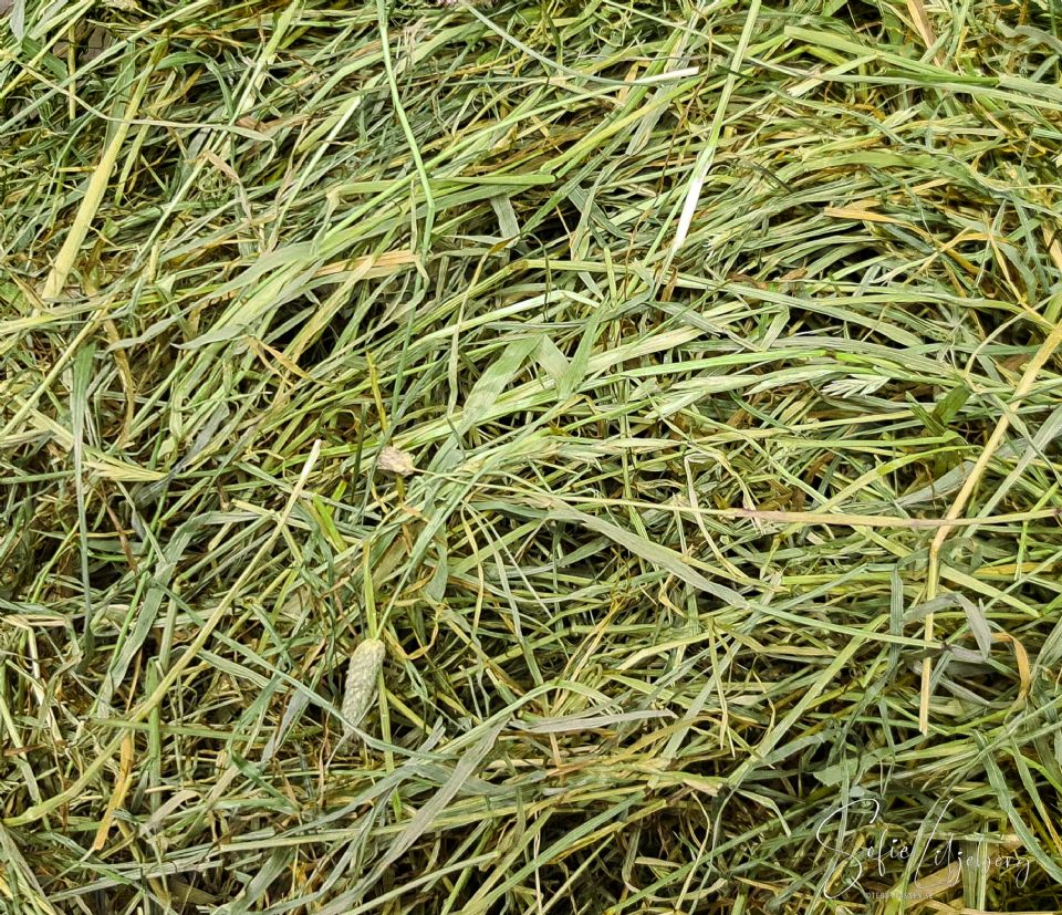 Teddytassens Närproducerade noga utvalt ekologiskt hö ca 30L