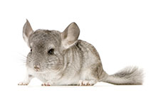 Chinchilla