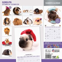 Marsvins Kalender 16 Månader 2017-2018