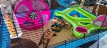 Heaven Hamsterbur XL