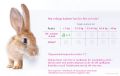 Malibo XL - Bur för större kaniner