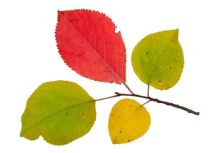 Äventyr i Fruktträdgården 400g