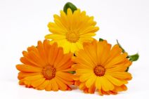 Gula drömmar - Ringblommor 85g