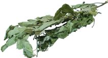 Torkat Äppelknippe Ca 50cm