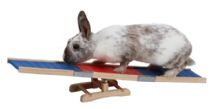 Vippbräda Agility 60cm