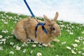 Liten sele till kaninungar och små kaniner <1,3kg RÖD