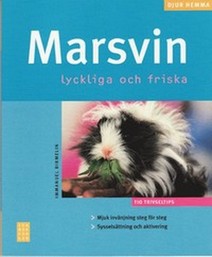 Marsvin - Lyckliga och friska