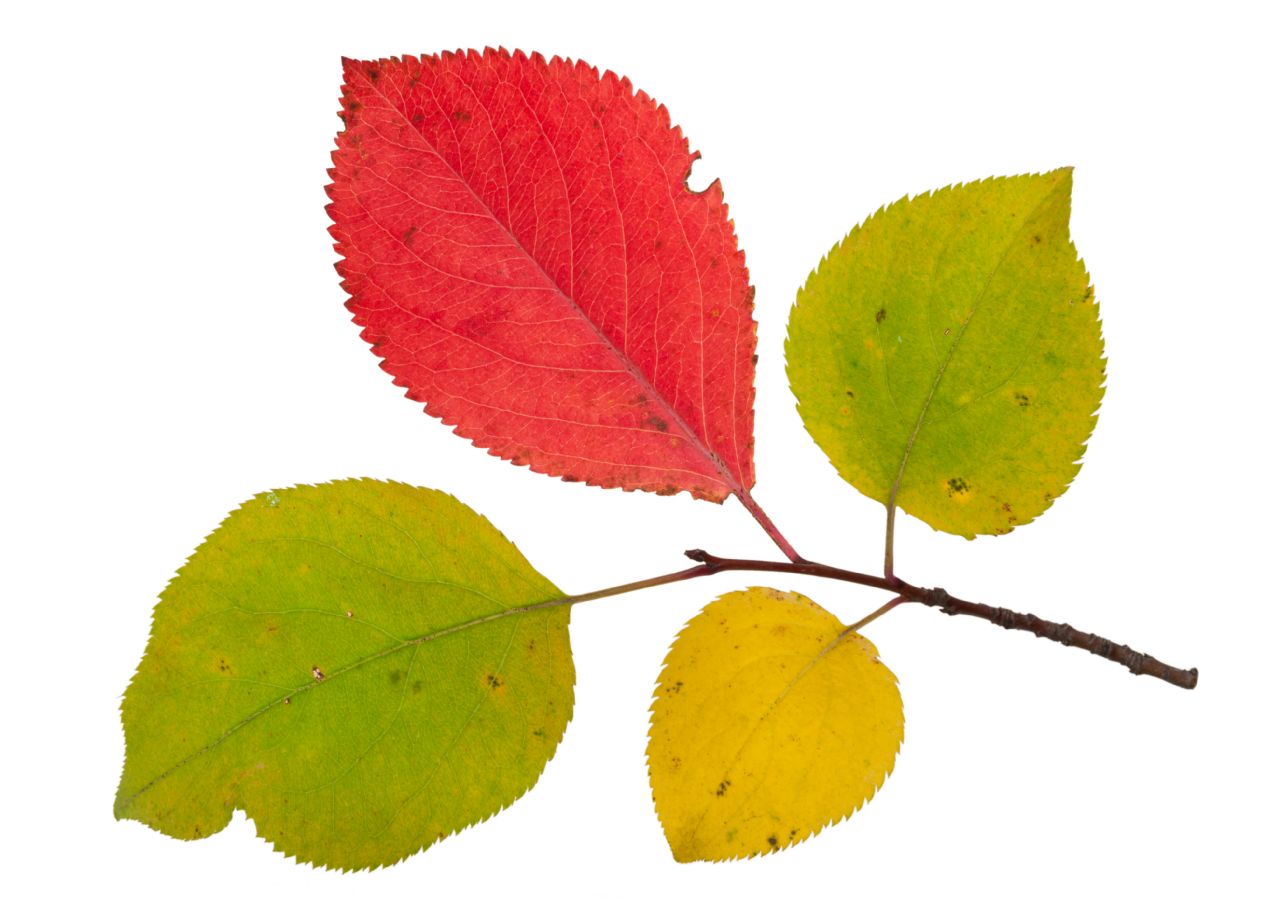 Äventyr i Fruktträdgården 400g